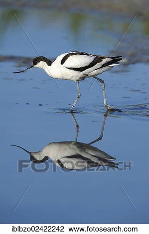 Pied Avocet (Recurvirostra avosetta), with its reflection, Texel, Wadden Islands, Netherlands, Holland, Europe View Large Photo Image Stock Image - Pied Avocet (Recurvirostra avosetta), with its reflection, Texel, Wadden Islands, Netherlands, Holland, Europe. Fotosearch