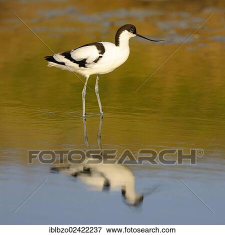 Pied Avocet (Recurvirostra avosetta), with its reflection, Texel, Wadden Islands, Netherlands, Holland, Europe View Large Photo Image Stock Photo - Pied Avocet (Recurvirostra avosetta), with its reflection, Texel, Wadden Islands, Netherlands, Holland, Europe. Fotosearch