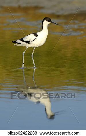 Pied Avocet (Recurvirostra avosetta), with its reflection, Texel, Wadden Islands, Netherlands, Holland, Europe View Large Photo Image Stock Photo - Pied Avocet (Recurvirostra avosetta), with its reflection, Texel, Wadden Islands, Netherlands, Holland, Europe. Fotosearch