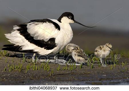 "Pied avocet (Recurvirostra avosetta) with young, Texel, West Frisian Islands, province of North Holland, Holland, The Netherlands, Europe" View Large Photo Image Stock Photo - "Pied avocet (Recurvirostra avosetta) with young, Texel, West Frisian Islands, province of North Holland, Holland, The Netherlands, Europe". Fotosearch