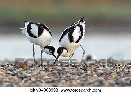 "Pied avocet (Recurvirostra avosetta), pair in courtship, Texel, West Frisian Islands, province of North Holland, The Netherlands, The Netherlands, Europe" View Large Photo Image Stock Photo - "Pied avocet (Recurvirostra avosetta), pair in courtship, Texel, West Frisian Islands, province of North Holland, The Netherlands, The Netherlands, Europe". Fotosearch