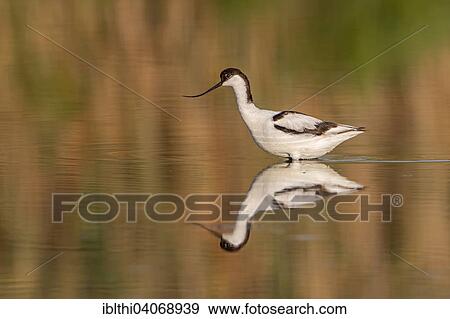"Pied avocet (Recurvirostra avosetta), adult foraging, Majorca, Balearic Islands, Spain, Europe" View Large Photo Image Stock Photo - "Pied avocet (Recurvirostra avosetta), adult foraging, Majorca, Balearic Islands, Spain, Europe". Fotosearch