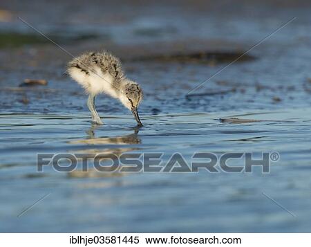 "Pied Avocet (Recurvirostra avosetta), chick, Texel, West Frisian Islands, province of North Holland, The Netherlands, Europe" View Large Photo Image Stock Photography - "Pied Avocet (Recurvirostra avosetta), chick, Texel, West Frisian Islands, province of North Holland, The Netherlands, Europe". Fotosearch