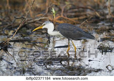 Picture - "Pied Heron (Ardea picata), immature, wading amongst vegetation in billabong, Western Australia, Australia, Oceania". Fotosearch