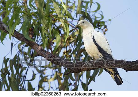 Stock Image - "Pied Imperial-pigeon (Ducula bicolor), adult, perched on eucalyptus tree branch, Northern Territory, Australia, Oceania". Fotosearch