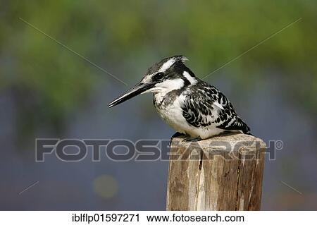 "Pied Kingfisher (Ceryle rudis), adult on post overlooking water, Okavango Delta, Botswana, Africa" View Large Photo Image Stock Image - "Pied Kingfisher (Ceryle rudis), adult on post overlooking water, Okavango Delta, Botswana, Africa". Fotosearch