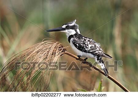"Pied Kingfisher (Ceryle rudis), adult female, perched on papyrus sedge stem (Cyperus papyrus), Okavango Delta, Botswana, Africa" View Large Photo Image Stock Photo - "Pied Kingfisher (Ceryle rudis), adult female, perched on papyrus sedge stem (Cyperus papyrus), Okavango Delta, Botswana, Africa". Fotosearch