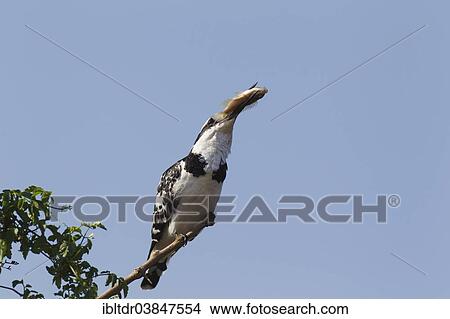 "Pied Kingfisher (Ceryle rudis), female has caught a fish, Sunset Dam, Kruger National Park, South Africa, Africa" View Large Photo Image Picture - "Pied Kingfisher (Ceryle rudis), female has caught a fish, Sunset Dam, Kruger National Park, South Africa, Africa". Fotosearch