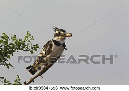 "Pied Kingfisher (Ceryle rudis), female has caught a fish, Sunset Dam, Kruger National Park, South Africa, Africa" View Large Photo Image Stock Image - "Pied Kingfisher (Ceryle rudis), female has caught a fish, Sunset Dam, Kruger National Park, South Africa, Africa". Fotosearch