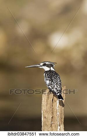 "Pied Kingfisher (Ceryle rudis), perched on a pole in the Chobe River, Chobe National Park, Botswana, Africa" View Large Photo Image Stock Image - "Pied Kingfisher (Ceryle rudis), perched on a pole in the Chobe River, Chobe National Park, Botswana, Africa". Fotosearch