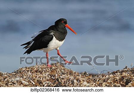 "Pied Oystercatcher (Haematopus longirostris), adult, foraging amongst stranded seaweed on seashore, Western Australia, Australia, Oceania" View Large Photo Image Stock Photograph - "Pied Oystercatcher (Haematopus longirostris), adult, foraging amongst stranded seaweed on seashore, Western Australia, Australia, Oceania". Fotosearch