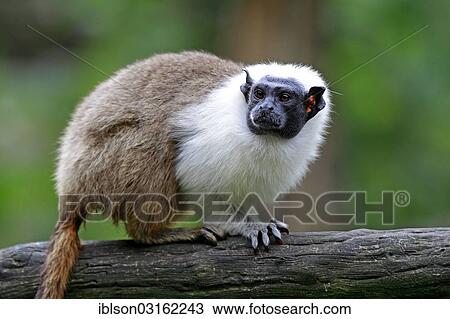 "Pied Tamarin (Saguinus bicolor), occurrence in South America, adult, captive, Apeldoorn, Gelderland, The Netherlands, Europe" View Large Photo Image Stock Image - "Pied Tamarin (Saguinus bicolor), occurrence in South America, adult, captive, Apeldoorn, Gelderland, The Netherlands, Europe". Fotosearch