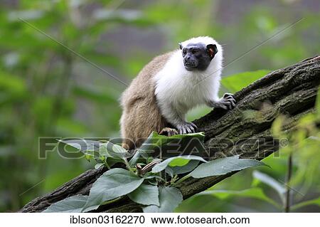 "Pied Tamarin (Saguinus bicolor), occurrence in South America, adult, captive, Apeldoorn, Gelderland, The Netherlands, Europe" View Large Photo Image Stock Image - "Pied Tamarin (Saguinus bicolor), occurrence in South America, adult, captive, Apeldoorn, Gelderland, The Netherlands, Europe". Fotosearch