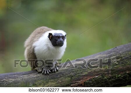 "Pied Tamarin (Saguinus bicolor), occurrence in South America, adult, captive, Apeldoorn, Gelderland, The Netherlands, Europe" View Large Photo Image Stock Photo - "Pied Tamarin (Saguinus bicolor), occurrence in South America, adult, captive, Apeldoorn, Gelderland, The Netherlands, Europe". Fotosearch