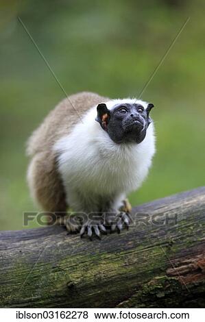 "Pied Tamarin (Saguinus bicolor), occurrence in South America, adult, captive, Apeldoorn, Gelderland, The Netherlands, Europe" View Large Photo Image Stock Photo - "Pied Tamarin (Saguinus bicolor), occurrence in South America, adult, captive, Apeldoorn, Gelderland, The Netherlands, Europe". Fotosearch