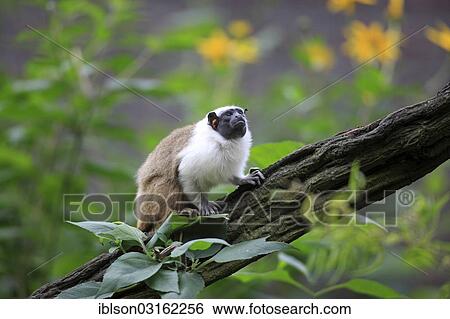 "Pied Tamarin (Saguinus bicolor), occurrence in South America, adult, captive, Apeldoorn, Gelderland, The Netherlands, Europe" View Large Photo Image Stock Photograph - "Pied Tamarin (Saguinus bicolor), occurrence in South America, adult, captive, Apeldoorn, Gelderland, The Netherlands, Europe". Fotosearch