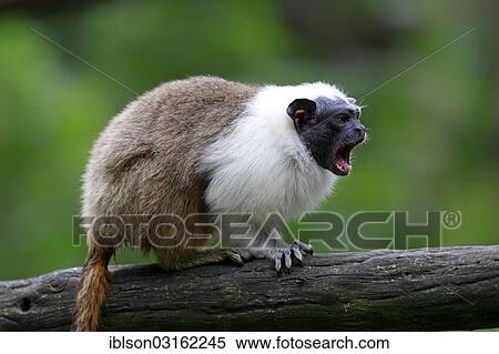 Stock Photography - "Pied Tamarin (Saguinus bicolor), occurrence in South America, adult, captive, Apeldoorn, Gelderland, The Netherlands, Europe". Fotosearch