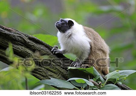 "Pied Tamarin (Saguinus bicolor), occurrence in South America, adult, captive, Apeldoorn, Gelderland, The Netherlands, Europe" View Large Photo Image Stock Photography - "Pied Tamarin (Saguinus bicolor), occurrence in South America, adult, captive, Apeldoorn, Gelderland, The Netherlands, Europe". Fotosearch