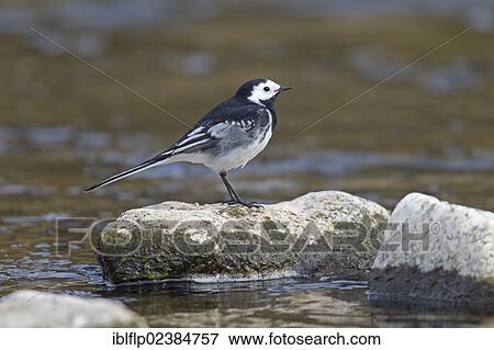 Stock Photo - "Pied Wagtail (Motacilla alba yarrellii), adult, standing on rock in river, River Whiteadder, Berwickshire, Scottish Borders, Scotland, United Kingdom, Europe". Fotosearch