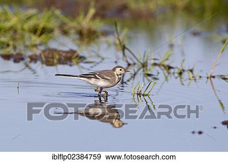 "Pied Wagtail (Motacilla alba yarrellii), juvenile, walking in puddle, Suffolk, England, United Kingdom, Europe" View Large Photo Image Stock Photo - "Pied Wagtail (Motacilla alba yarrellii), juvenile, walking in puddle, Suffolk, England, United Kingdom, Europe". Fotosearch