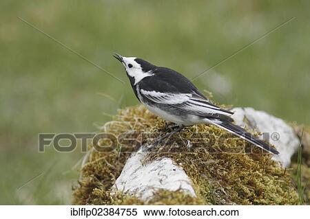 "Pied Wagtail (Motacilla alba yarrellii), adult male, in submissive posture, calling at rival, perched on limestone rock, Gordale Beck, Yorkshire Dales National Park, Malhamdale, North Yorkshire, England, United Kingdom, Europe" View Large Photo Image Stock Photography - "Pied Wagtail (Motacilla alba yarrellii), adult male, in submissive posture, calling at rival, perched on limestone rock, Gordale Beck, Yorkshire Dales National Park, Malhamdale, North Yorkshire, England, United Kingdom, Europe". Fotosearch