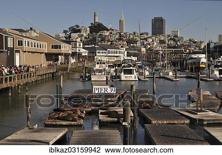 "Pier 39. Coit Tower and Transamerica Building in the backdrop, San Francisco, California, United States, North America" View Large Photo Image Stock Image - "Pier 39. Coit Tower and Transamerica Building in the backdrop, San Francisco, California, United States, North America". Fotosearch