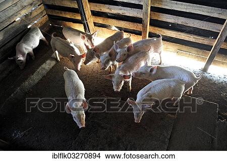 "Pig farm of a peasant farmer, piglets, San Gregorio, Caaguazu Department, Paraguay, South America" View Large Photo Image Picture - "Pig farm of a peasant farmer, piglets, San Gregorio, Caaguazu Department, Paraguay, South America". Fotosearch