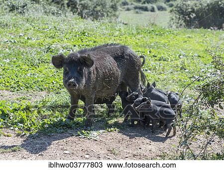 Stock Image - "Pig with piglets, Suino Nero dei Nebrodi, special black breed, Nebrodi National Park, Sicily, Italy, Europe". Fotosearch