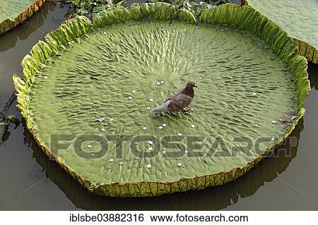"Pigeon and coins in a Giant Water Lily (Victoria sp. ), Wat Jedlin, Chiang Mai, Northern Thailand, Thailand, Asia" View Large Photo Image Stock Photograph - "Pigeon and coins in a Giant Water Lily (Victoria sp. ), Wat Jedlin, Chiang Mai, Northern Thailand, Thailand, Asia". Fotosearch