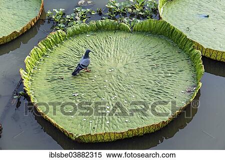 Stock Photography - "Pigeon and coins in a Giant Water Lily (Victoria sp. ), Wat Jedlin, Chiang Mai, Northern Thailand, Thailand, Asia". Fotosearch