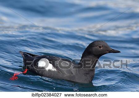 Stock Photo - "Pigeon Guillemot (Cepphus columba), adult, swimming at sea, Bering Island, Commander Islands, Bering Sea, Kamchatka Krai, Rus, Russia, Europe". Fotosearch