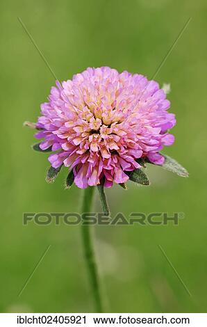 "Pigeon Scabious, Pincushion Flower, Small Scabious or Dove Pincushion (Scabiosa columbaria), Provence, Southern France, France, Europe" View Large Photo Image Stock Image - "Pigeon Scabious, Pincushion Flower, Small Scabious or Dove Pincushion (Scabiosa columbaria), Provence, Southern France, France, Europe". Fotosearch