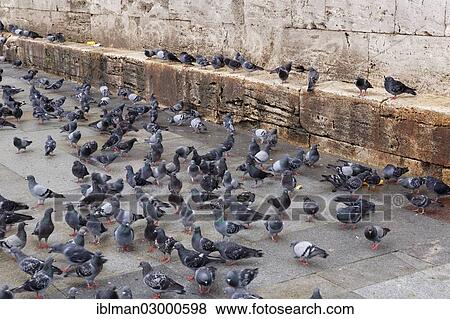 Stock Photo - "Pigeons, Eminonu Meydani, Eminonu, Istanbul, European side, Istanbul Province, Turkey, European side, Europe". Fotosearch