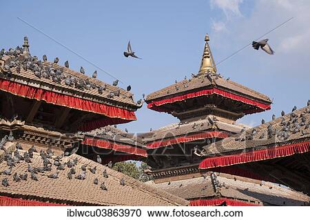 Stock Image - "Pigeons on the temple roofs, Durbar Square, Kathmandu, Nepal, Asia". Fotosearch