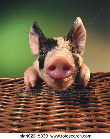 Stock Photo - "Piglet, black and white, in a basket". Fotosearch