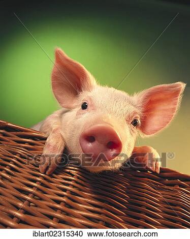 Piglet in a basket View Large Photo Image Stock Image - Piglet in a basket. Fotosearch