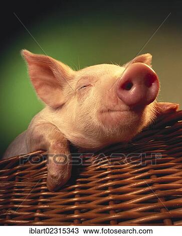 Piglet in a basket View Large Photo Image Stock Image - Piglet in a basket. Fotosearch