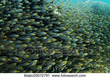 "Pigmy Sweepers (Parapriacanthus ransonneti), Raja Ampat, West Papua, Indonesia, Asia" View Large Photo Image Stock Image - "Pigmy Sweepers (Parapriacanthus ransonneti), Raja Ampat, West Papua, Indonesia, Asia". Fotosearch