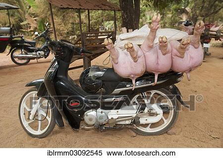 "Pigs being transported to the market on a moped, Siem Reap, Siem Reap, Siem Reap Province, Cambodia, Asia" View Large Photo Image Stock Photography - "Pigs being transported to the market on a moped, Siem Reap, Siem Reap, Siem Reap Province, Cambodia, Asia". Fotosearch