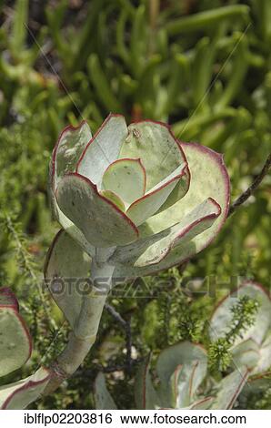 "Pig's Ear Plant (Cotyledon orbiculata), close-up of leaves, Featherbed Nature Reserve, Knysna, Western Cape, South Africa, Africa" View Large Photo Image Stock Photograph - "Pig's Ear Plant (Cotyledon orbiculata), close-up of leaves, Featherbed Nature Reserve, Knysna, Western Cape, South Africa, Africa". Fotosearch