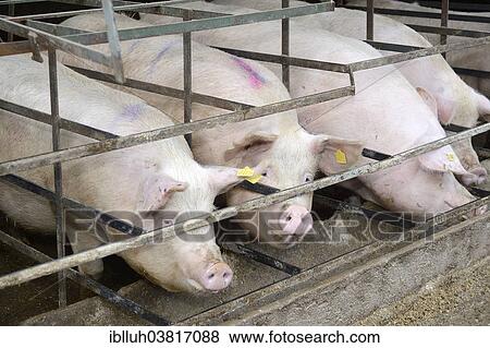 "Pigs in a pig farm, Overath-Heiligenhaus, North Rhine-Westphalia, Germany, Europe" View Large Photo Image Stock Photo - "Pigs in a pig farm, Overath-Heiligenhaus, North Rhine-Westphalia, Germany, Europe". Fotosearch