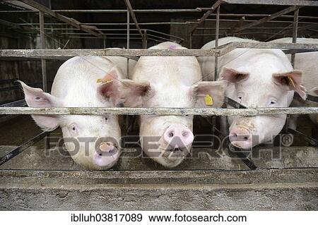 "Pigs in a pig farm, Overath-Heiligenhaus, North Rhine-Westphalia, Germany, Europe" View Large Photo Image Stock Photo - "Pigs in a pig farm, Overath-Heiligenhaus, North Rhine-Westphalia, Germany, Europe". Fotosearch