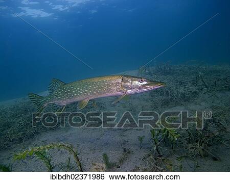 "Pike (Esox lucius) hunting, Helenesee lake near Frankfurt an der Oder, Brandenburg, Germany, Europe" View Large Photo Image Stock Photograph - "Pike (Esox lucius) hunting, Helenesee lake near Frankfurt an der Oder, Brandenburg, Germany, Europe". Fotosearch