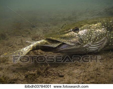 Stock Image - "Pike or Northern Pike (Esox lucius) feeding on another pike at the bottom of a lake, Helenesee Lake, Frankfurt Oder, Brandenburg, Germany, Europe". Fotosearch