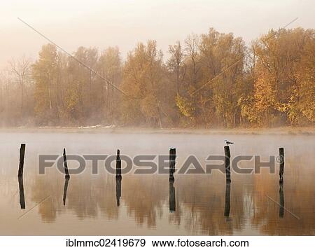 Stock Photo - Piles in Kuhsee lake with fog, Augsburg, Swabia, Bavaria, Germany, Europe. Fotosearch
