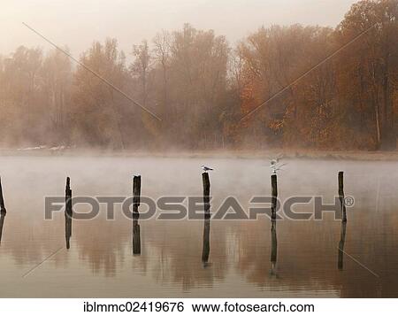 Stock Photograph - Piles in Kuhsee lake with fog, Augsburg, Swabia, Bavaria, Germany, Europe. Fotosearch