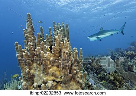 "Pillar coral (Dendrogyra cylindrus), Caribbean Reef Shark, (Carcharhinus perezi) swimming with open mouth over coral reef, Republic of Cuba, Caribbean, Caribbean Sea, Central America" View Large Photo Image Stock Image - "Pillar coral (Dendrogyra cylindrus), Caribbean Reef Shark, (Carcharhinus perezi) swimming with open mouth over coral reef, Republic of Cuba, Caribbean, Caribbean Sea, Central America". Fotosearch