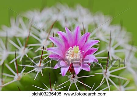 Stock Photography - "Pincushion Cactus, Red-headed Irishman (Mammillaria spinosissima), flower". Fotosearch