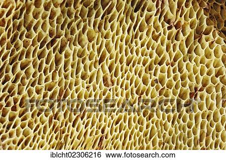 "Pine bolete, pinewood king bolete (Boletus pinophilus), tubes, Gelderland, Netherlands, Europe" View Large Photo Image Stock Photograph - "Pine bolete, pinewood king bolete (Boletus pinophilus), tubes, Gelderland, Netherlands, Europe". Fotosearch