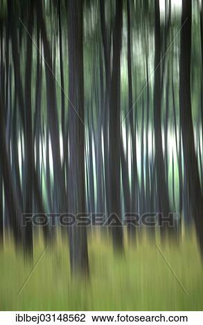 "Pine forest, blurred, landes, Aquitaine, France, Europe" View Large Photo Image Stock Image - "Pine forest, blurred, landes, Aquitaine, France, Europe". Fotosearch